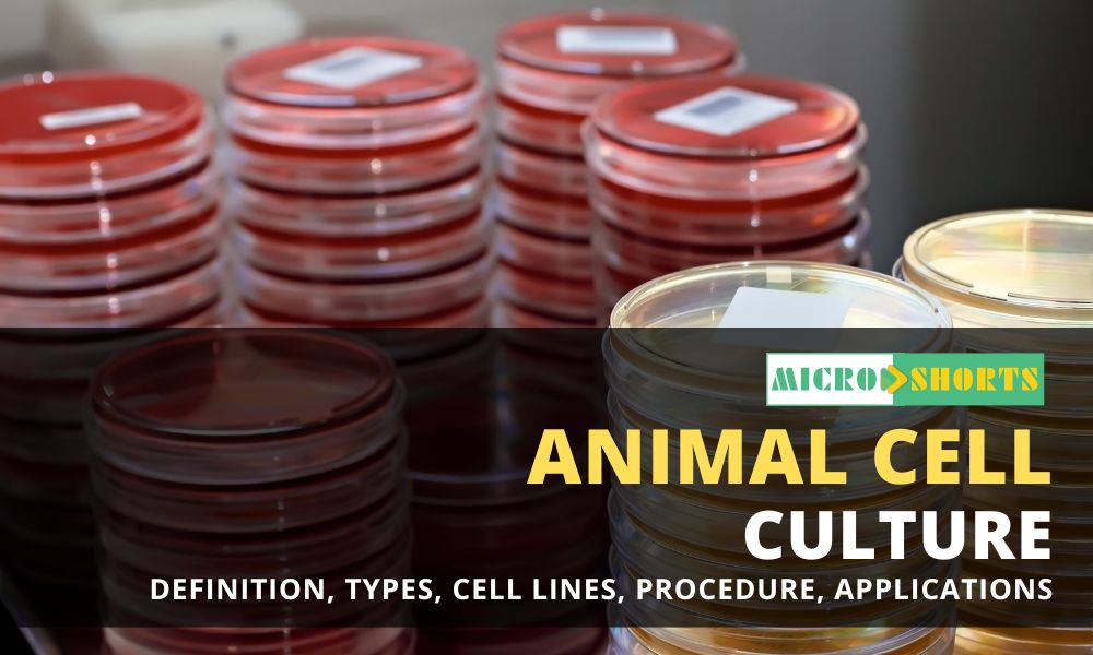 Animal Cell Culture- Definition, Types, Cell Lines, Procedure, Applications