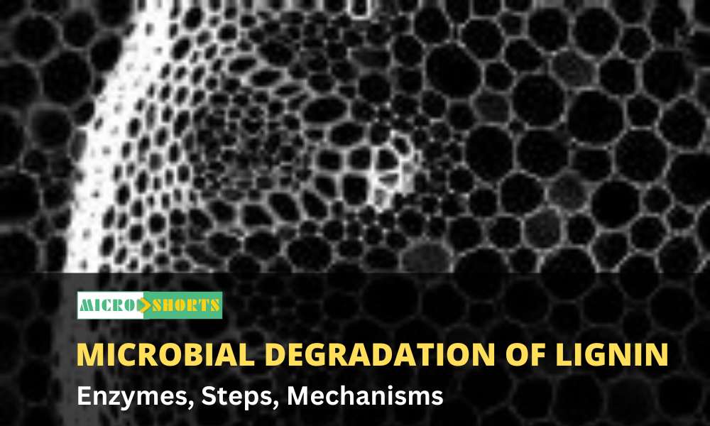 Microbial degradation of lignin (Enzymes, Steps, Mechanisms)