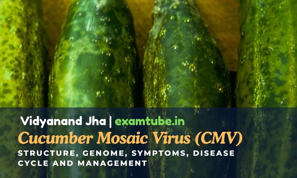 Cucumber Mosaic Virus (CMV): Structure, Genome, Symptoms, Disease Cycle and Management