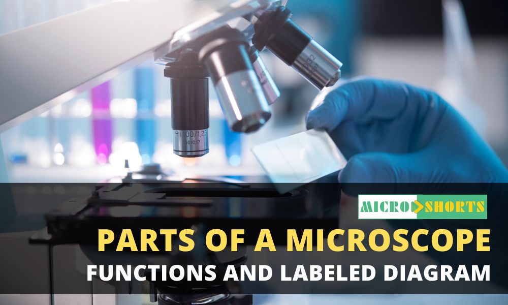 Parts of a microscope with functions and labeled diagram