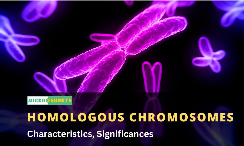 Homologous Chromosomes: Characteristics, Significances