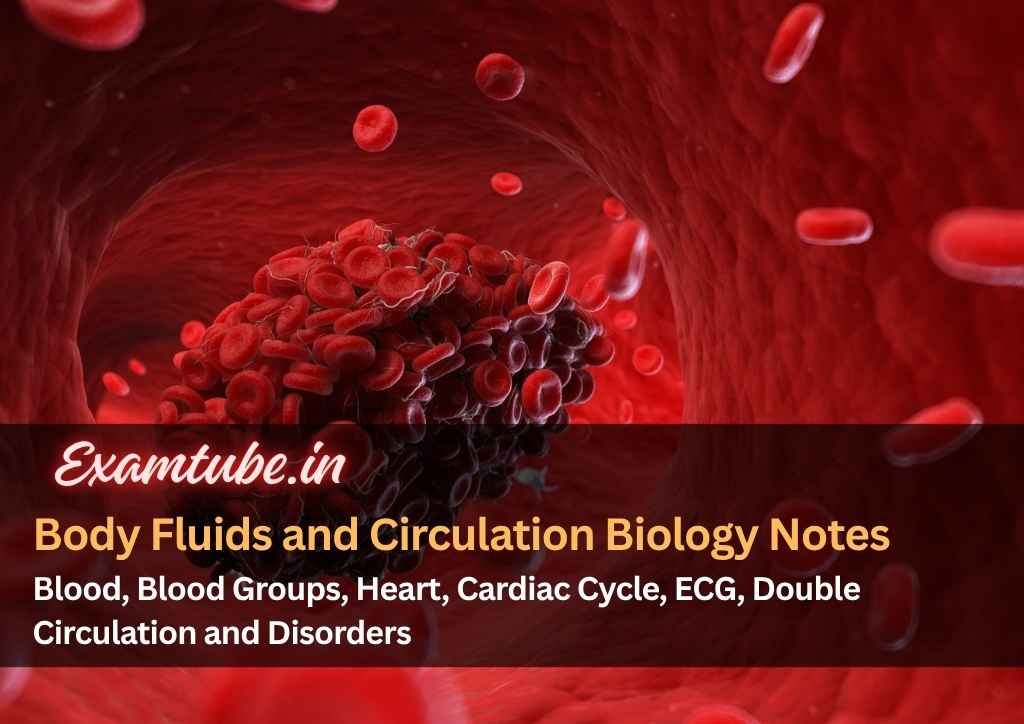 Body Fluids and Circulation Biology Notes - Blood, Blood Groups, Heart, Cardiac Cycle, ECG, Double Circulation and Disorders
