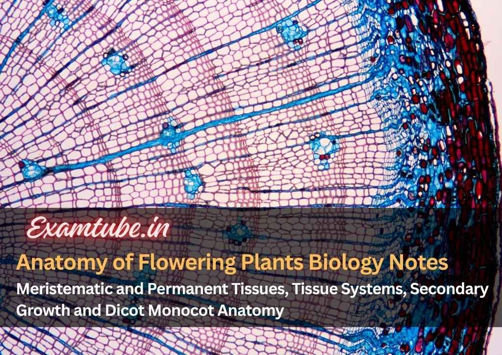 Anatomy of Flowering Plants Biology Notes - Meristematic and Permanent Tissues, Tissue Systems, Secondary Growth and Dicot Monocot Anatomy