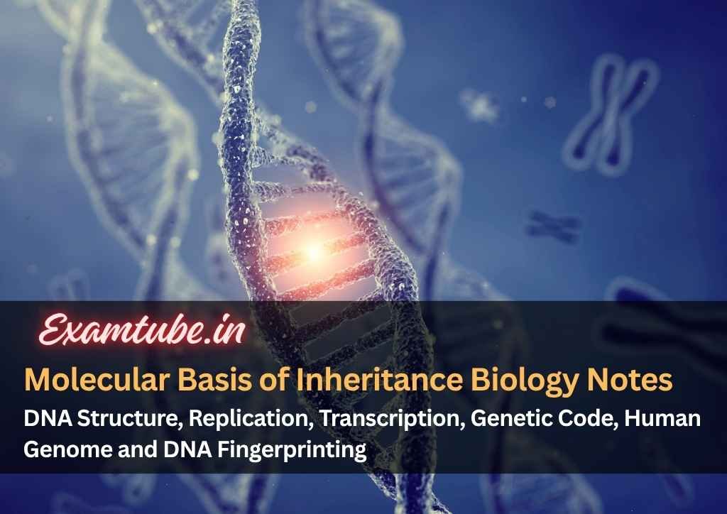 Molecular Basis of Inheritance Biology Notes - DNA Structure, Replication, Transcription, Genetic Code, Human Genome and DNA Fingerprinting