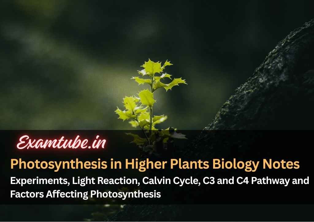 Photosynthesis in Higher Plants Biology Notes - Experiments, Light Reaction, Calvin Cycle, C3 and C4 Pathway and Factors Affecting Photosynthesis
