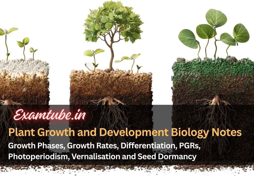 Plant Growth and Development Biology Notes - Growth Phases, Growth Rates, Differentiation, PGRs, Photoperiodism, Vernalisation and Seed Dormancy