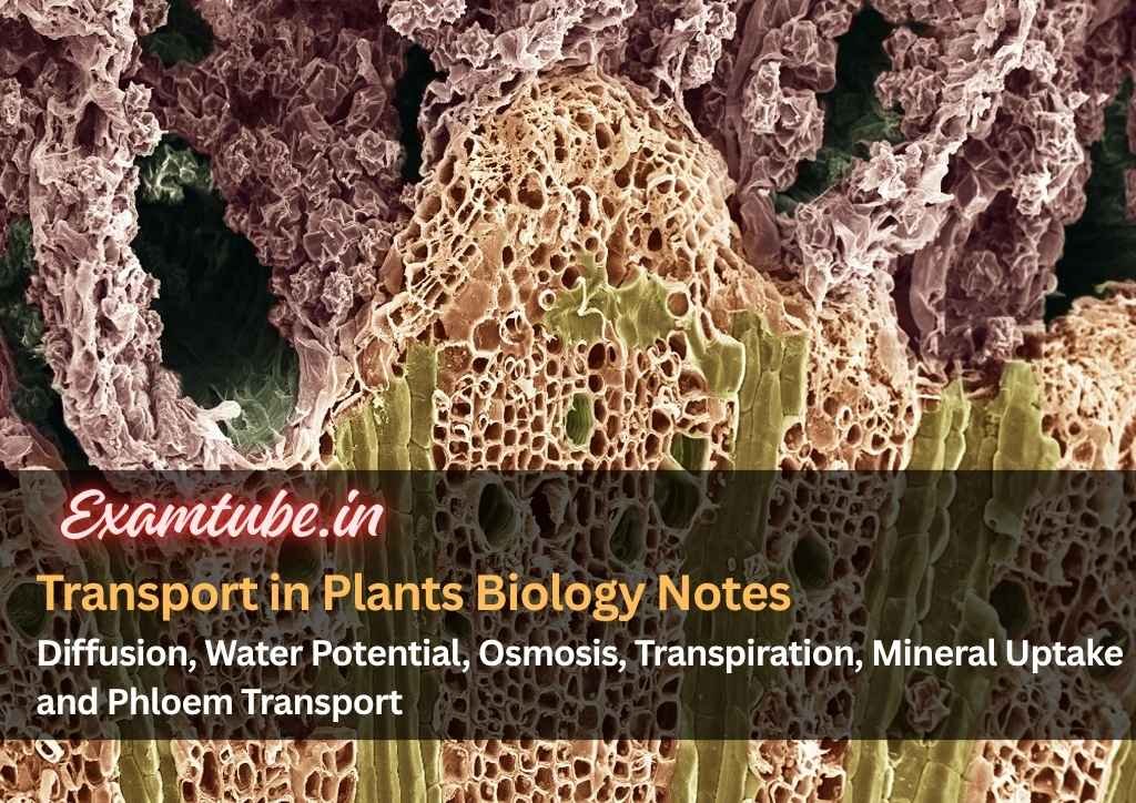 Transport in Plants Biology Notes - Diffusion, Water Potential, Osmosis, Transpiration, Mineral Uptake and Phloem Transport