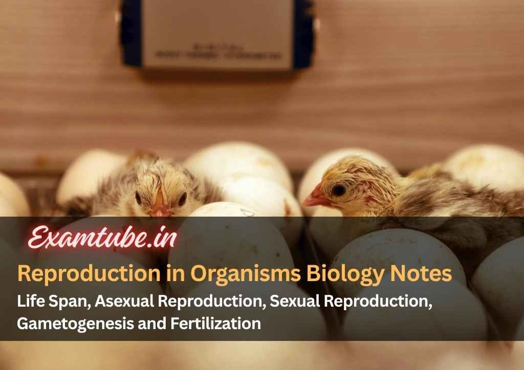 Reproduction in Organisms Biology Notes - Life Span, Asexual Reproduction, Sexual Reproduction, Gametogenesis and Fertilization