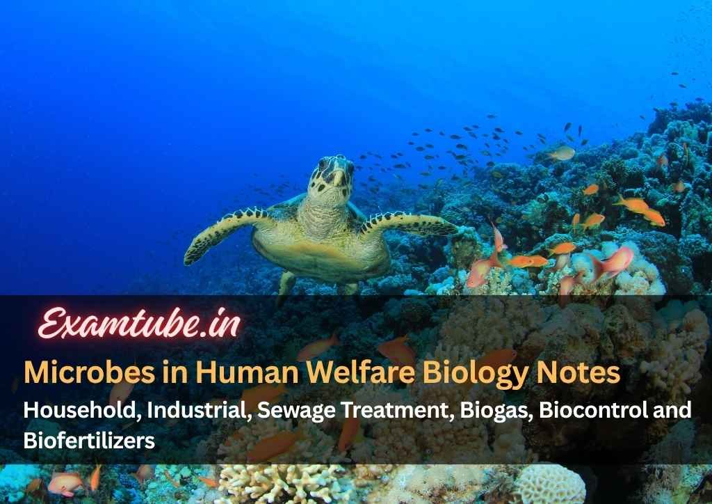 Microbes in Human Welfare Biology Notes - Household, Industrial, Sewage Treatment, Biogas, Biocontrol and Biofertilizers