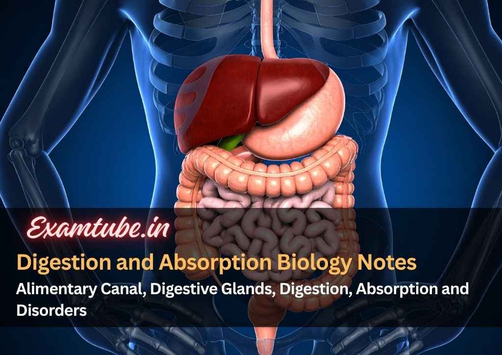Digestion and Absorption Biology Notes - Alimentary Canal, Digestive Glands, Digestion, Absorption and Disorders