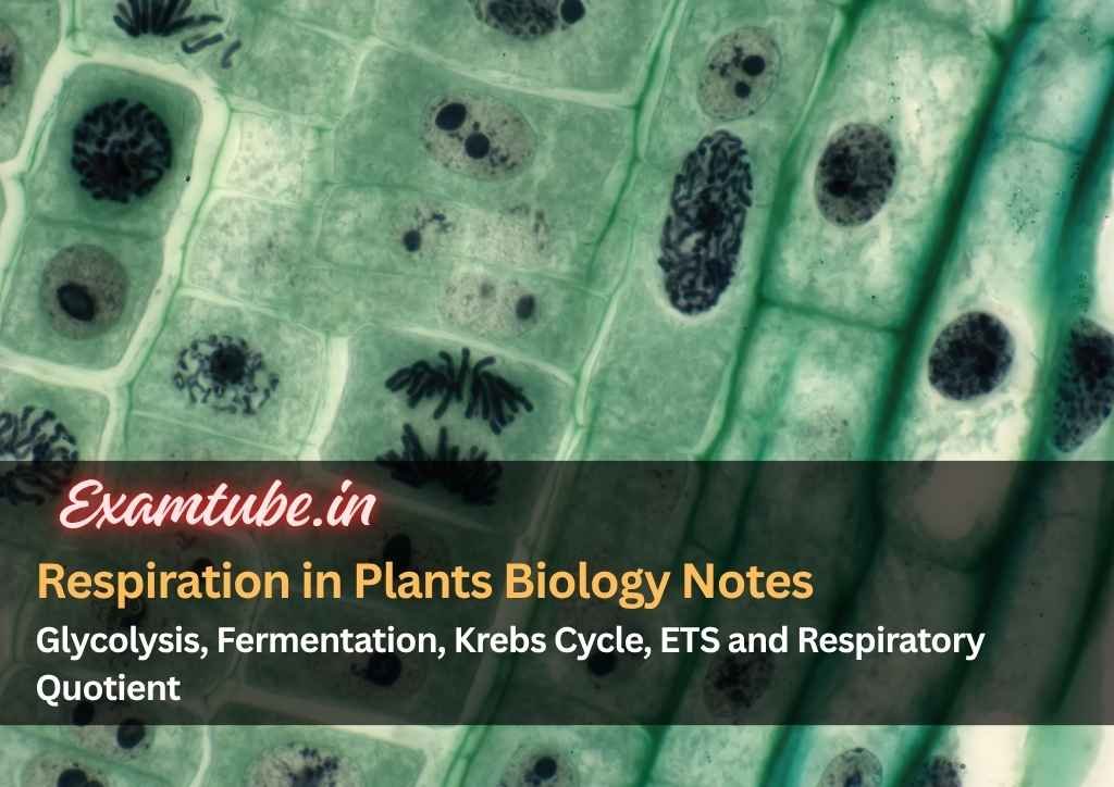 Respiration in Plants Biology Notes - Glycolysis, Fermentation, Krebs Cycle, ETS and Respiratory Quotient