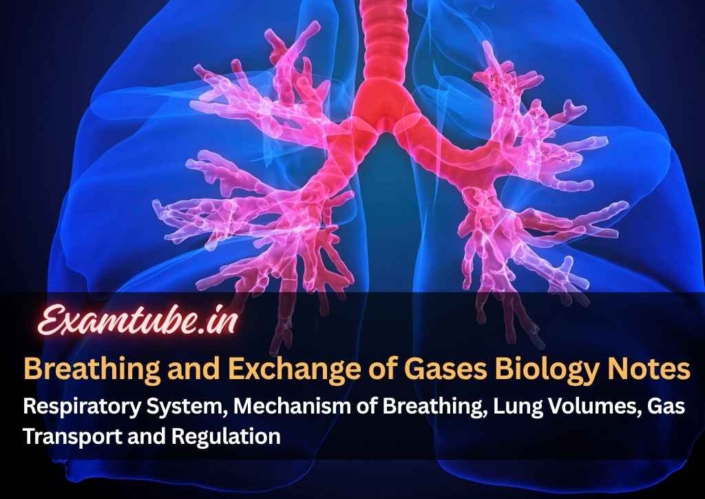 Breathing and Exchange of Gases Biology Notes - Respiratory System, Mechanism of Breathing, Lung Volumes, Gas Transport and Regulation