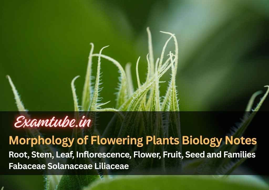 Morphology of Flowering Plants Biology Notes - Root, Stem, Leaf, Inflorescence, Flower, Fruit, Seed and Families Fabaceae Solanaceae Liliaceae