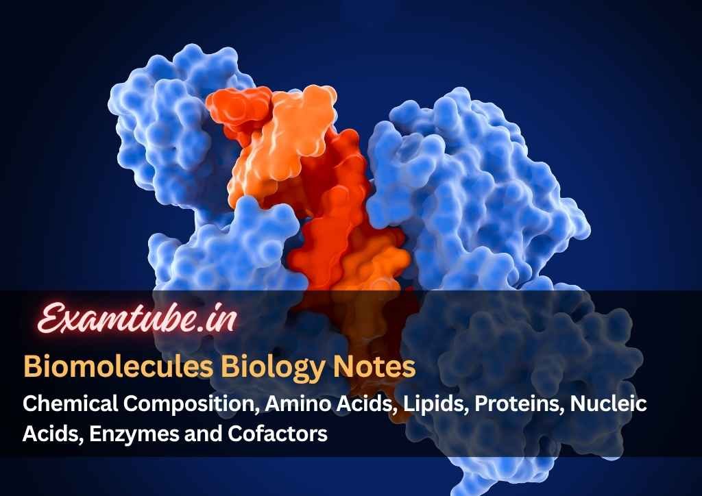 Biomolecules Biology Notes - Chemical Composition, Amino Acids, Lipids, Proteins, Nucleic Acids, Enzymes and Cofactors
