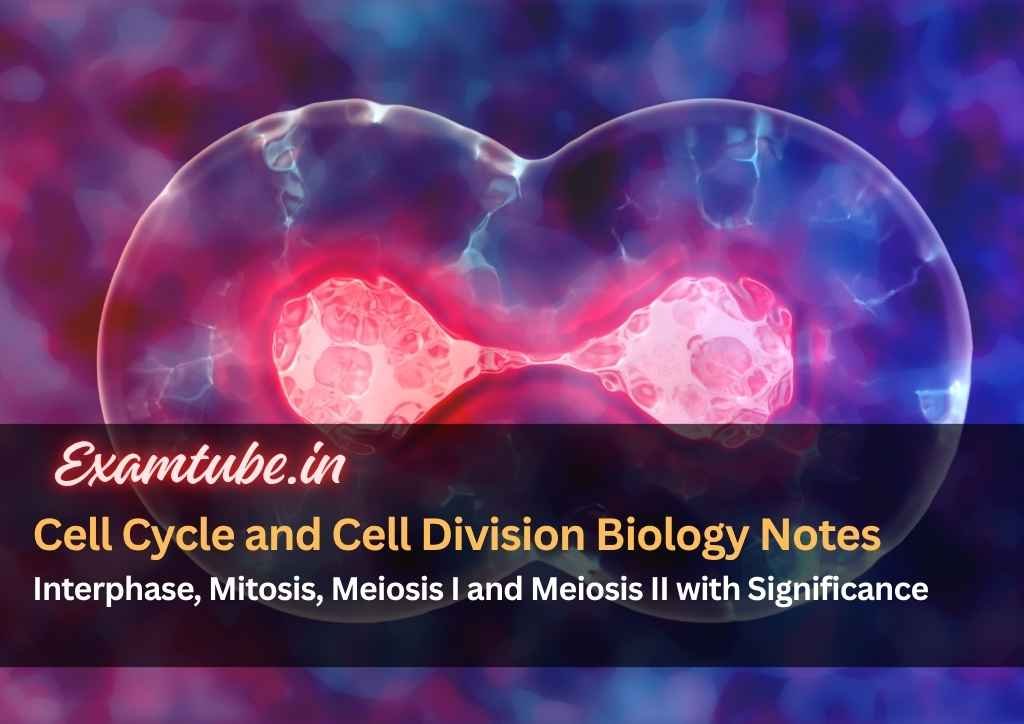 Cell Cycle and Cell Division Biology Notes - Interphase, Mitosis, Meiosis I and Meiosis II with Significance