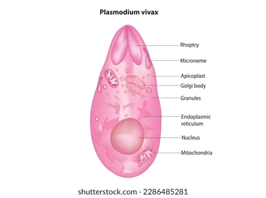 biological-vector-anatomy-plasmodium-vivax.webp