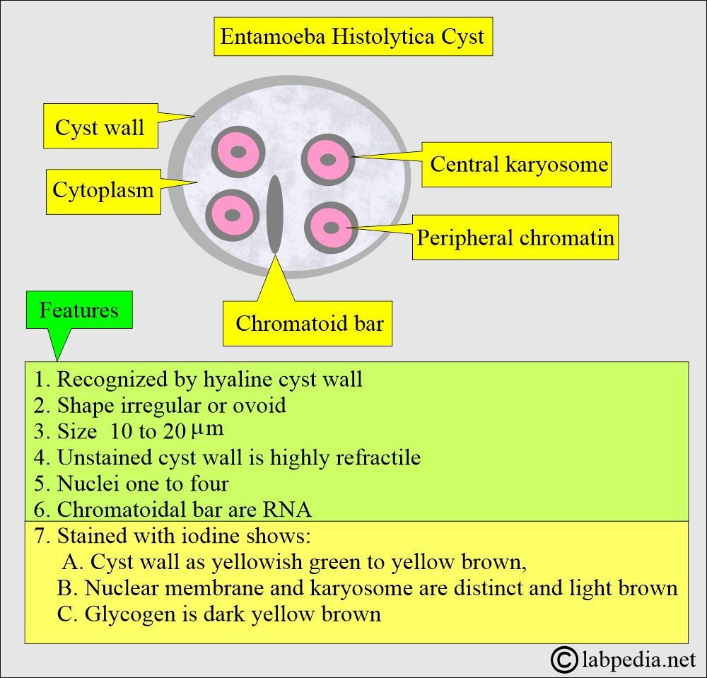 E.histolytica-cyst-structure-1.jpg