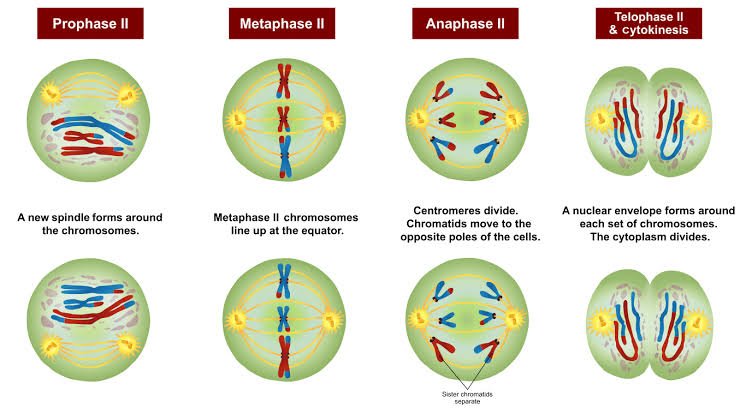 meosis II.jpg